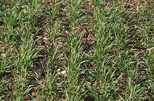 Bioscience products have key role in winter wheat agronomy